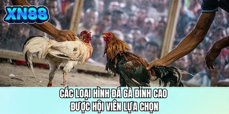 Các loại hình đá gà đỉnh cao được hội viên lựa chọn