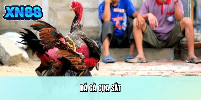 Đá gà cựa sắt