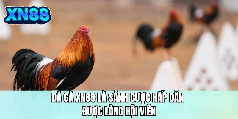 Đá gà XN88 là sảnh cược hấp dẫn được lòng hội viên