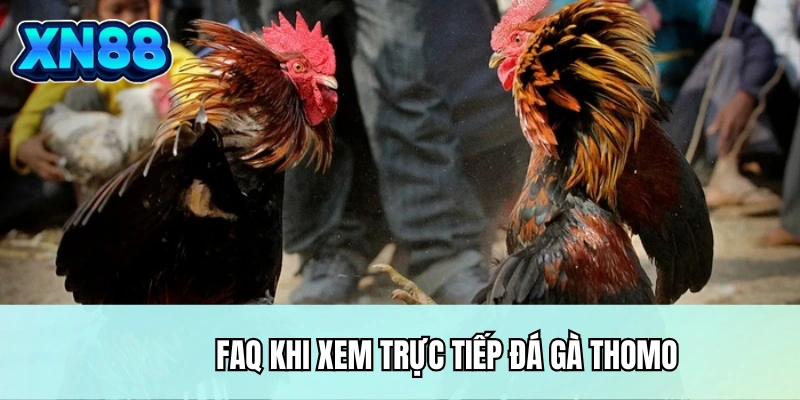 FAQ khi xem trực tiếp đá gà Thomo