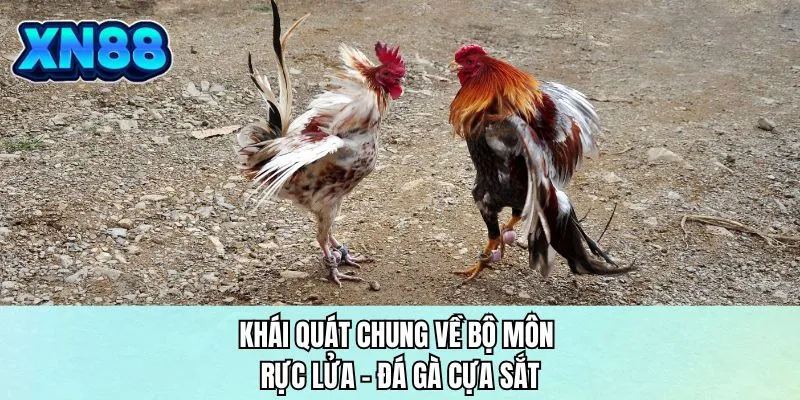 Khái quát chung về bộ môn rực lửa - đá gà cựa sắt