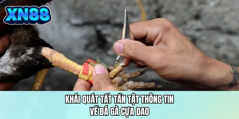 Khái quát tất tần tật thông tin về đá gà cựa dao